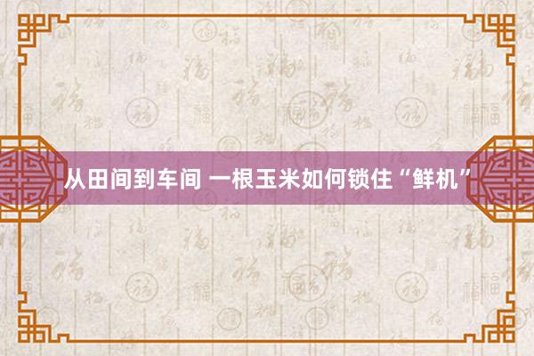 从田间到车间 一根玉米如何锁住“鲜机”